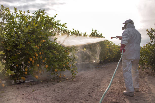 Best Residential Pest Control  in Waelder, TX