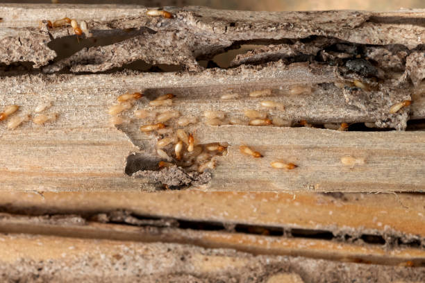 Reliable Waelder, TX Pest Control Solutions