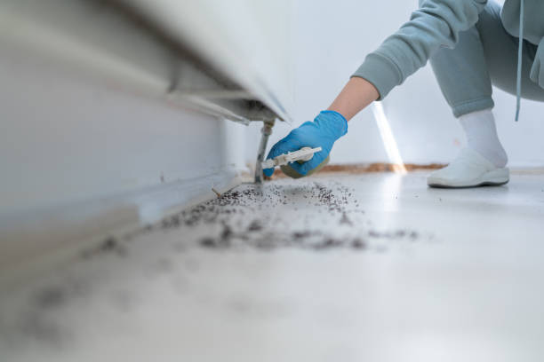 Best Wasp Removal Services  in Waelder, TX